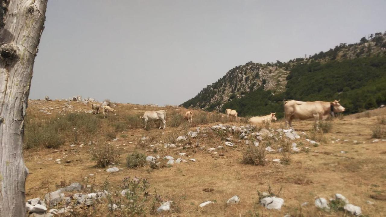سان سيفيرينو لوكانو Mille E Una Notte المظهر الخارجي الصورة