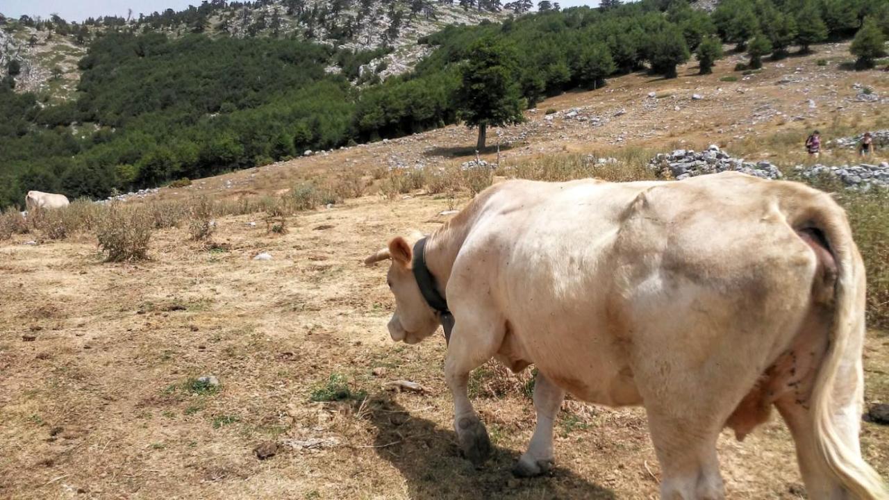 سان سيفيرينو لوكانو Mille E Una Notte المظهر الخارجي الصورة